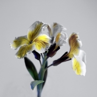 photo : * | photographer : Nigol