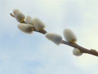 photo : a prelude to Sp... | photographer : Harm Jan Verweij