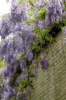photo : Wisteria sinensis  | photographer : Maria Rozanska