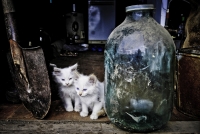 photo : Photo N:2568137 | photographer : DENISIMO