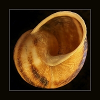 photo : scallop | photographer : Nigol