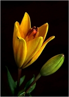 photo : * | photographer : Nigol