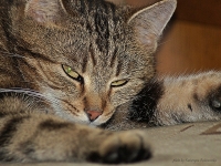photo : cat | photographer : Katja