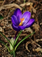 photo : spring flower | photographer : Katja