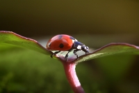 photo : ladybug | photographer : Nigol