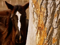 photo : horse behind a ...