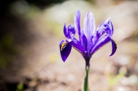 photo : Photo N:2575347 | photographer : vold