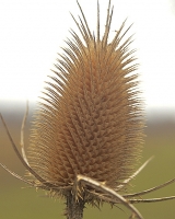 photo : sucharek of plener | photographer : Andrzej