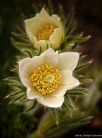 photo : Keep smiling,  ... | photographer : Katja