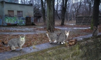 photo : СЛИВЫ | photographer : ๑TORRTILLA (зовут Наташей)