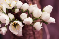 photo : Photo N:2582603 | photographer : vold