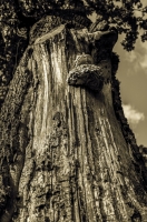 photo : Photo N:2610909 | photographer : vold
