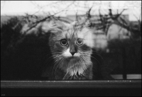photo : журавинка | photographer : yoyk