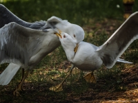 photo : Angry Birds... | photographer : Александр Ст