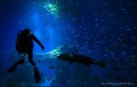 photo : Красное море | photographer : Ilia Pritkin