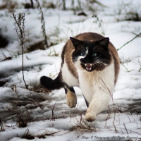 photo : ЗВЕРЬ! | photographer : Ilia Pritkin
